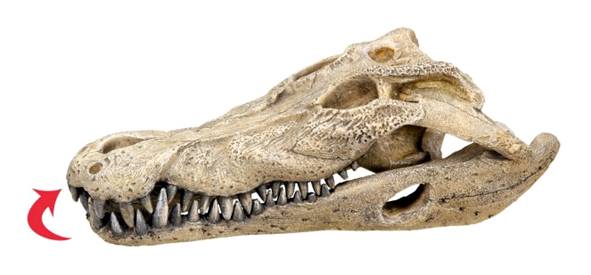 Krokodilschädel M, 26 x 14 cm H 9 cm
